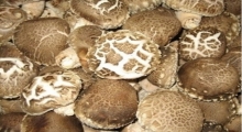 [옹진] 옹진 표고버섯