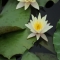 [화천] 서오지리 연꽃단지 10번째 이미지