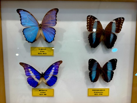 Special exhibition room insect specimens3