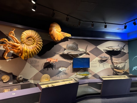 Marine life models