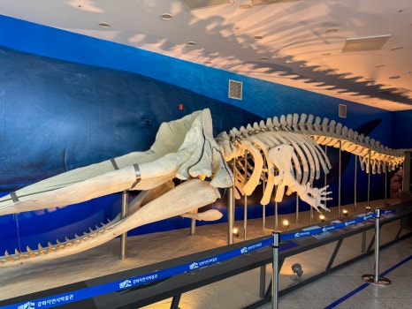 Sperm whale specimens