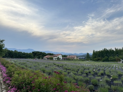 Lavender Field1