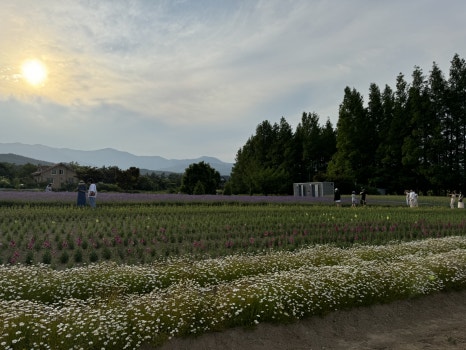 Lavender Field2