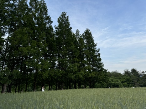 Metasequoia forest