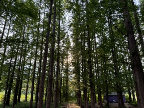 Metasequoia road