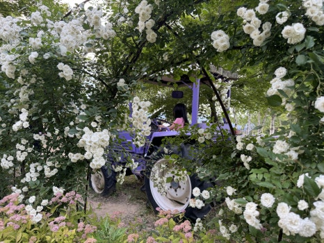 Lavender colored tractor